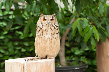 Eagle owl, also called a rock eagle owl or bengal eagle owl (Bubo bengalensis) sitting on tree trunk staring straight ahead.