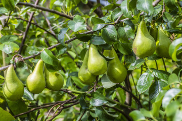 Almost ripe crop of pears on a pear tree
