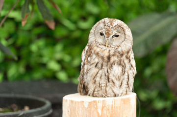 Tawny owl or brown owl (Strix aluco) on top of a tree trunk with sleepy face. Background of green leaves. Horizontal shot.