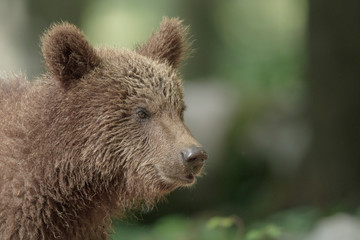 Juvenile brown bear
