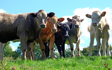 five young cows in a group standing in a field looking directly into the  camera