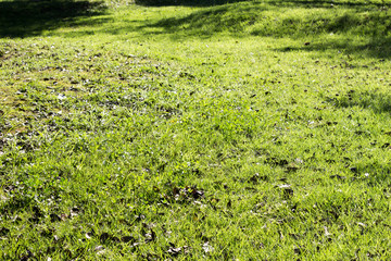 Meadow field in late summer