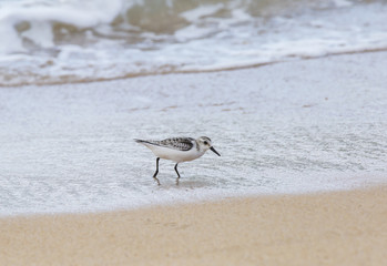 Nai Yang Beach and surrounding area / Phuket Thailand