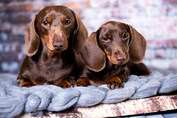 Dachshund dog portrait . Tvo dogs