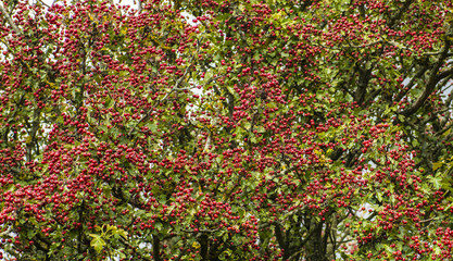 Thousands of winter berries for birds to eat