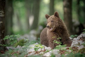 Obraz na płótnie Canvas Happy young brown bear