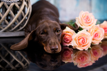 dachshund puppy brown tan color 