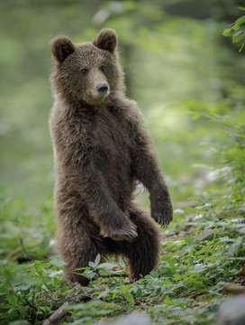 Young brown bear in southern Europe