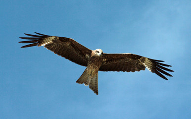 bird hunting