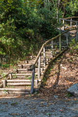 Fototapeta premium Forest path with wooden stairs