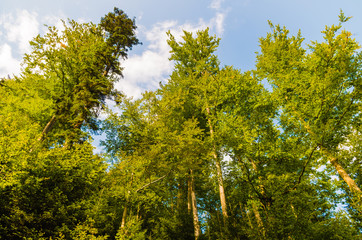 Fototapeta premium Trees in the Forest