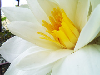 Close up of a white lotus flower
