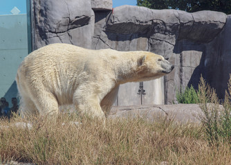 polar bear in zoo