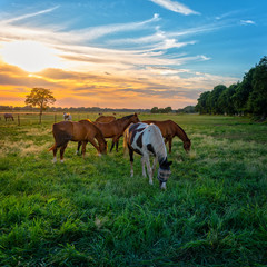 grazing horses in autumn on a horse pasture - obrazy, fototapety, plakaty