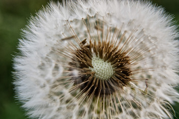 Dandelion head with flying seeds, close up