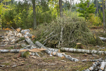  felled trees in the forest ready for transport. Timber industrial background