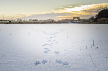 Coyote Tracks On Frozen Pond In The Snow