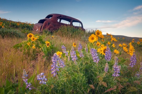 An old abandoned car surrounded by flowers