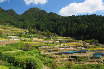 Fototapeta na wymiar 愛知県新城市 四谷千枚田 Yotsuya Rice Terrace in Aichi, Japan. 