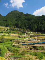 愛知県新城市 四谷千枚田 Yotsuya Rice Terrace in Aichi, Japan. 
