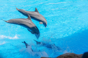 some dolphins are jumping through the blue water