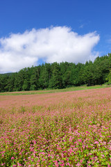 赤そば畑（赤そばの里）