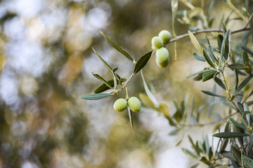 Olives growing on an olive tree in an olive grove in the summer.