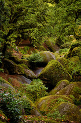 Huelgoat forest in Brittany, France
