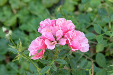Pink blossom of a rose