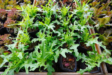 Fresh salad vegetables glowing on raise bed