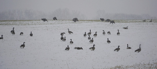 Canadian Geese And Wild Turkeys Feeding In Heavy Snow Storm