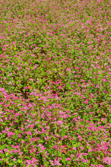 赤そば畑（赤そばの里）