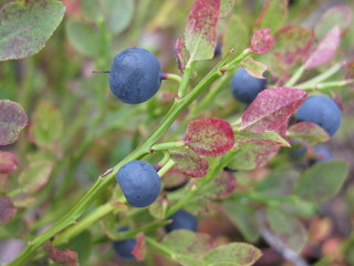 Berries