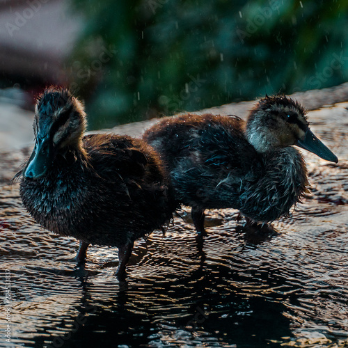 Two Cute Baby Ducklings Stock Photo And Royalty Free Images On