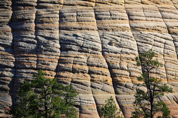 fractured and cross-bedded sandstone forming checker-board pattern, Zion National Park, UT, USA
