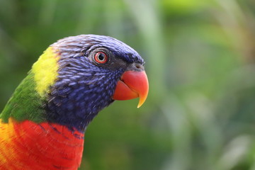 Dans l’œil de l'oiseau 