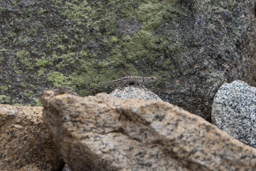 Lizard