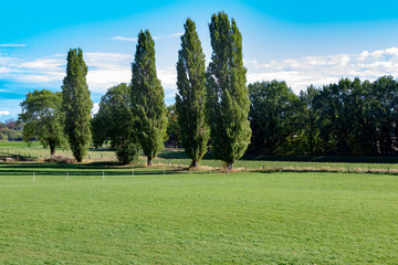 Poplars under blue sky in autumn