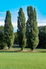 Tall poplar trees under blue sky