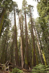 Fototapeta premium Yosemite Trees