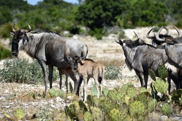 Wildebeest Portrait Close Up