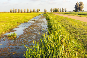 High water level in a Dutch polder ditch with duckweed