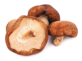 Shiitake mushroom on the White background