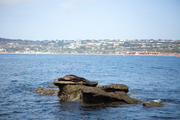 Sealions