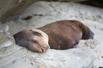 Sealions