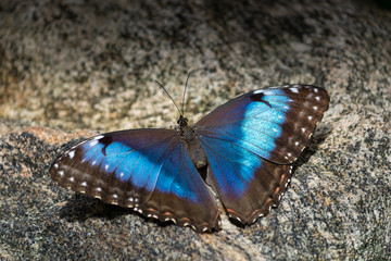 Close-up view of a blue butterfly with widely open wings in the foreground over a rock in the background