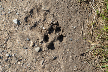 Dog paw imprint in the mud