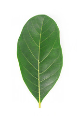 Green leave nature on white background