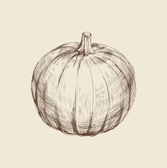 Pumpkin Hand Drawing Vector Illustration. Pumpkin Hand Drawing Vector Illustration.