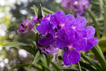 Obraz premium Streaked orchid flowers